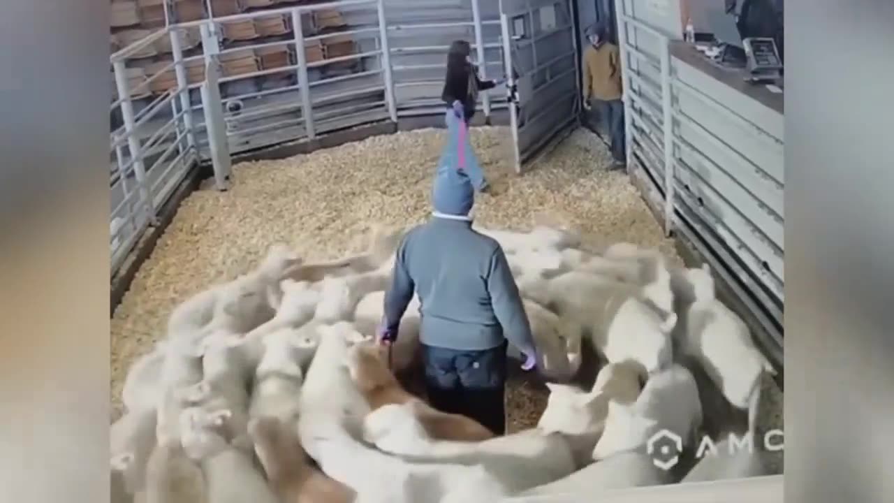 Cute and Cuddly: The Most Adorable Animal Videos Ever Captured