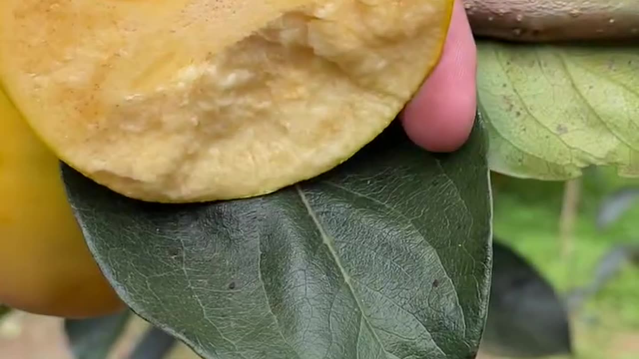 The persimmon is very fresh and crispy - For fruit lovers #fruitcutting