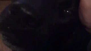 Black lab is always a good dog
