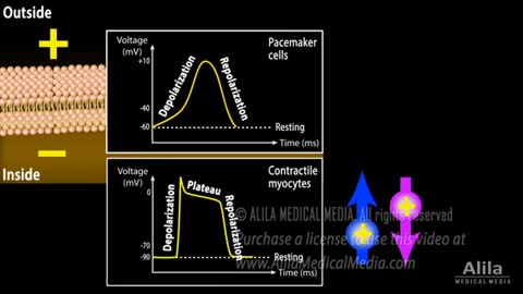 Correlation between Cardiac Action Potential and ECG, Animation
