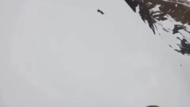 Dog where are you going?