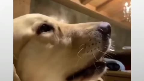 Funny dog videos on Instagram 🤣🤣🐕