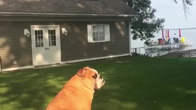 English Bulldog loving the sun