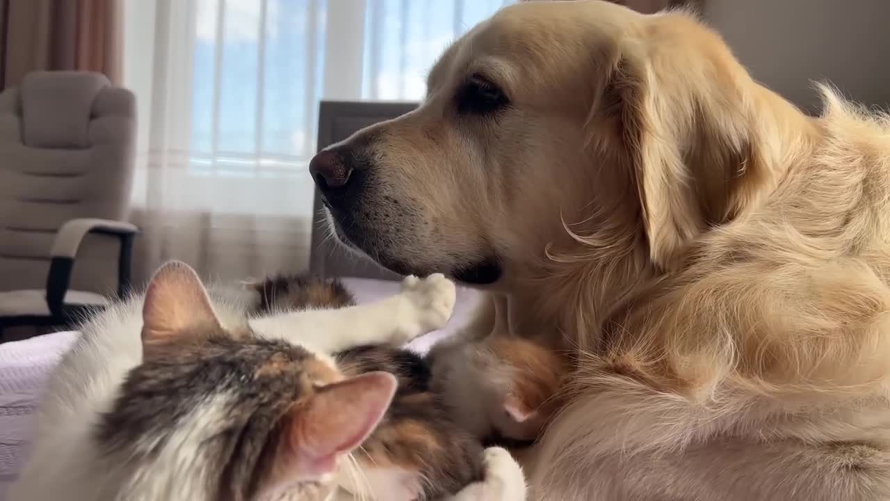 Golden Retriever Loves Baby Kittens