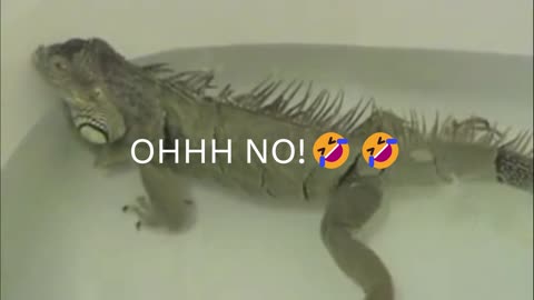 Iguana Farting In His Bath | Funny Animal Prank Video