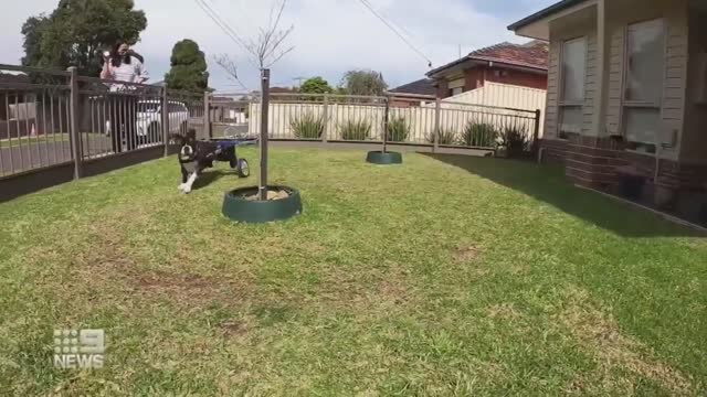 Dog with spinal injury defies the odds | 9 News Australia