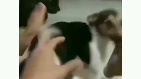 funny dogs