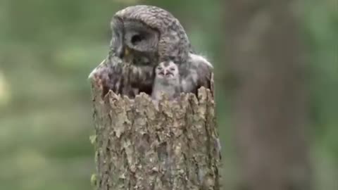 The Heartwarming Scene of an Owl