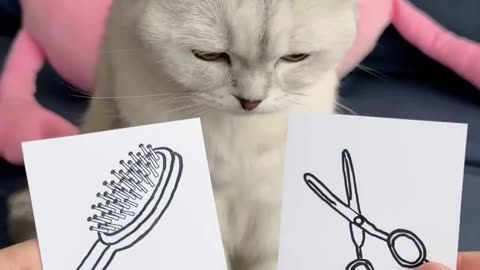 Cat 🐈 with brush short videos