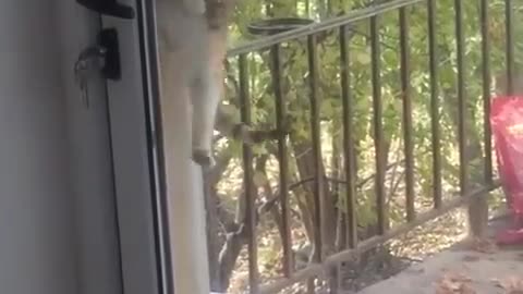 cat opens door for his mates