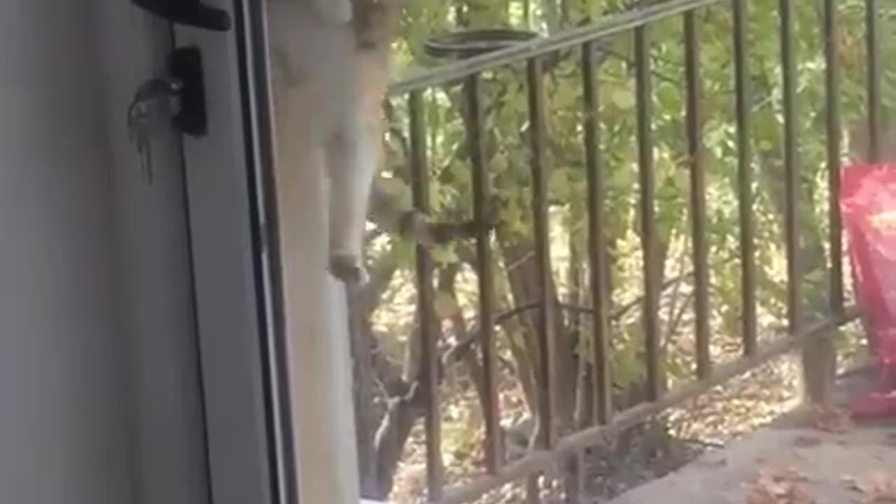 cat opens door for his mates