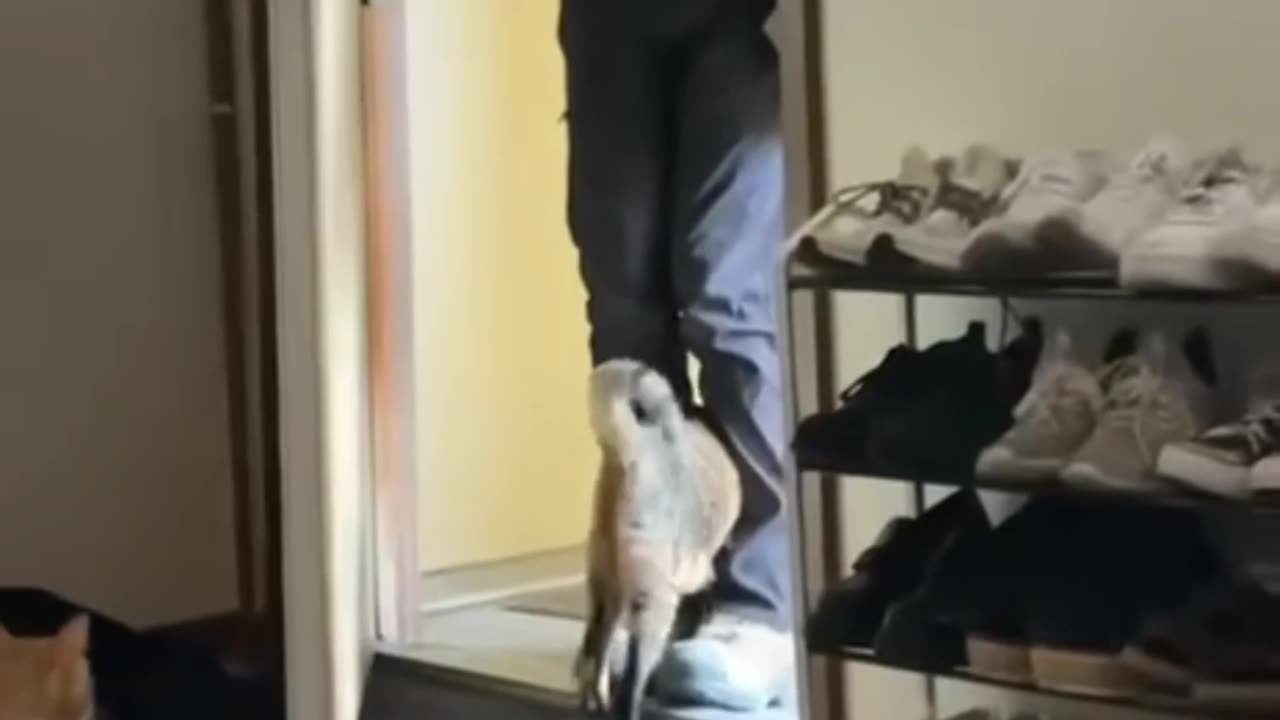 In Nebraska, a cat failed to escape