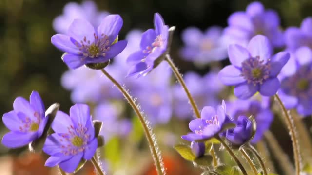 Flowers can dance | beautiful flowers