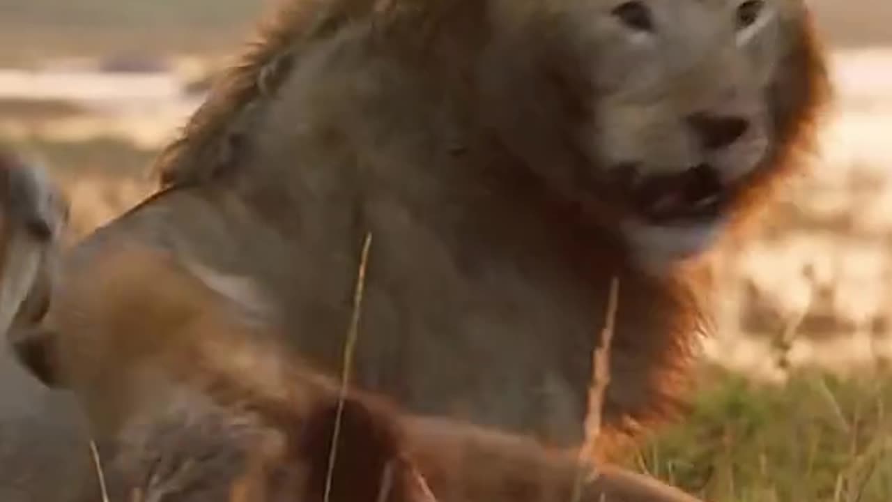 Animal world amazing 123