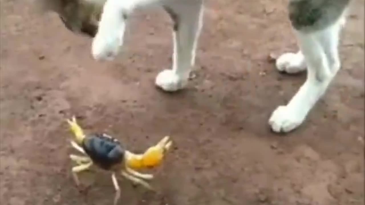 Funny animals part 20
