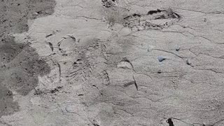 Feeding a Bald Eagle a Fish by Hand