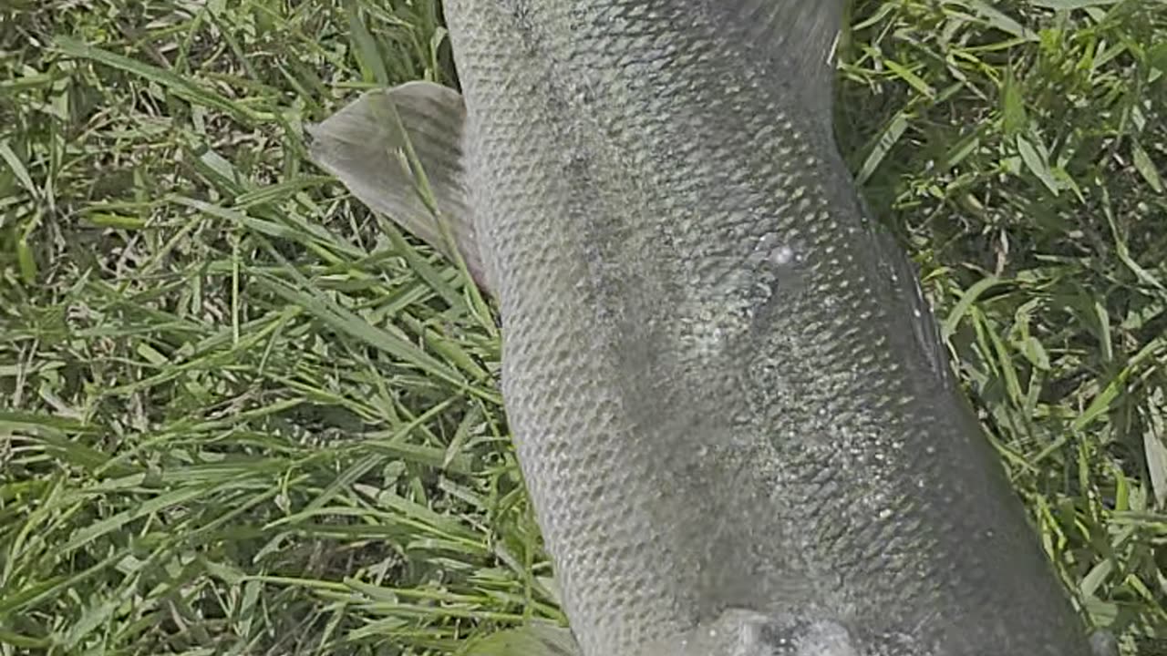 Topwater Bass Caught On Frog