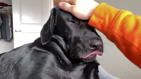 My Dog Gets A Face Massage!