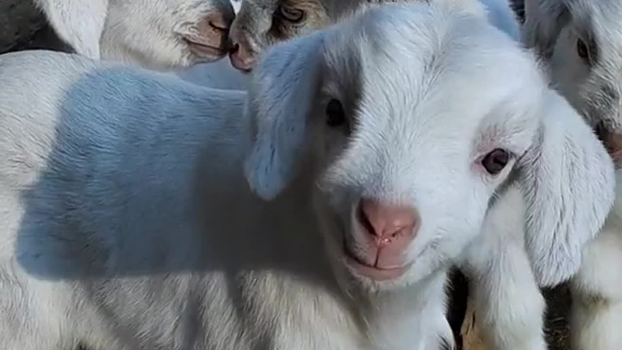 Cutegoat