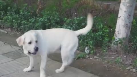 DOG SAVE BLIND MAN LIFE