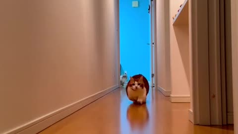 Cute and funny cat video.
