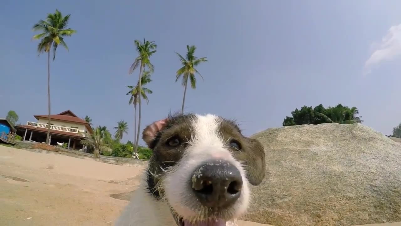 A PUPPY HAVE A GOOD TIME ON THE BEACH_funnycats _funnydogs _funnyanimals