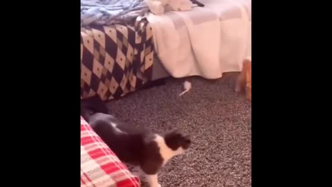 Funniest Animals Planet - Best Of The 2022 Funny Dogs And Cats Videos #23