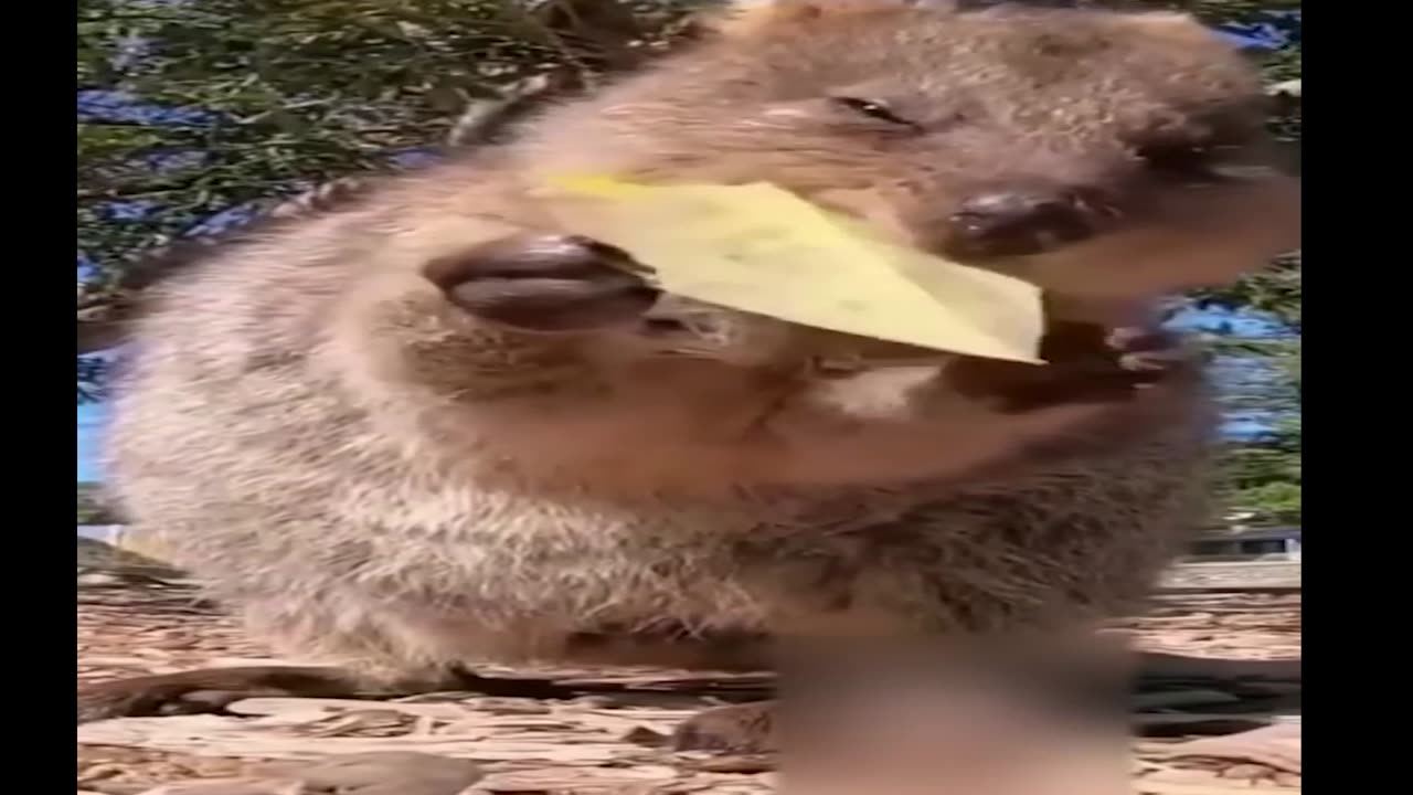 Funny animal video