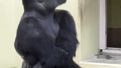 Silverback curious about thunder