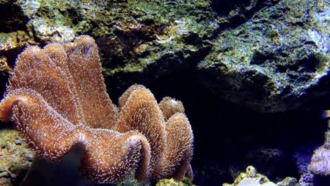 The Best Aquarium