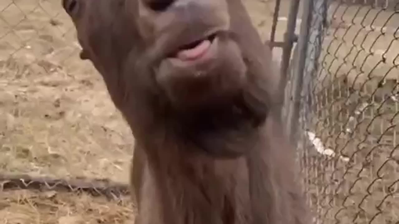 Funny Animal Videos