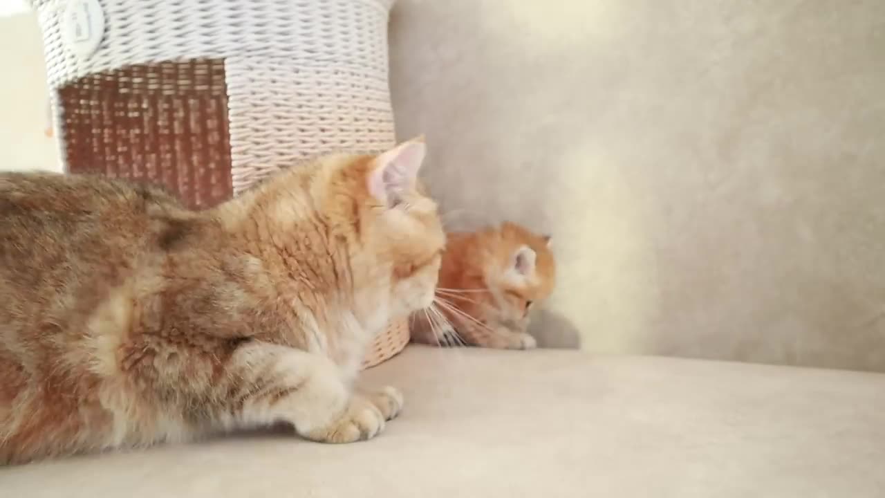 Mom Cat playing and talking to her Cute Meowing baby Kittens