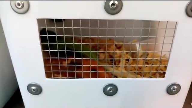 MyHamsters#petlover#shorts#pets#hamster