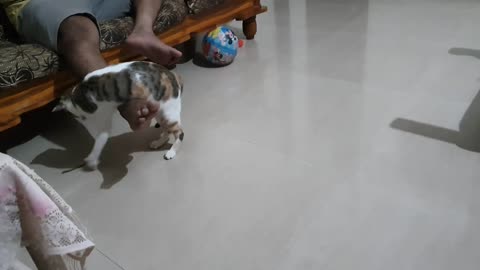 playing with dad #Mollythecat part 2#catvideo #trading #funny #catplaying