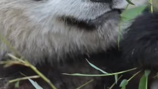 Panda eating bamboo leaves