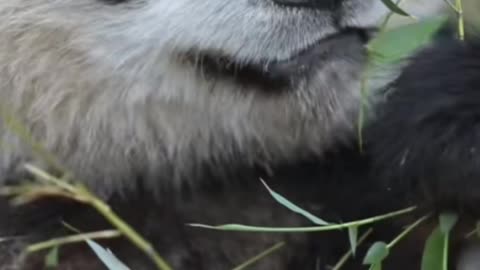 Panda eating bamboo leaves