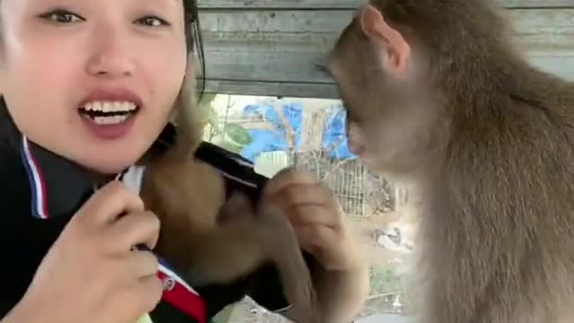 Funny monkey clip videos#shorts