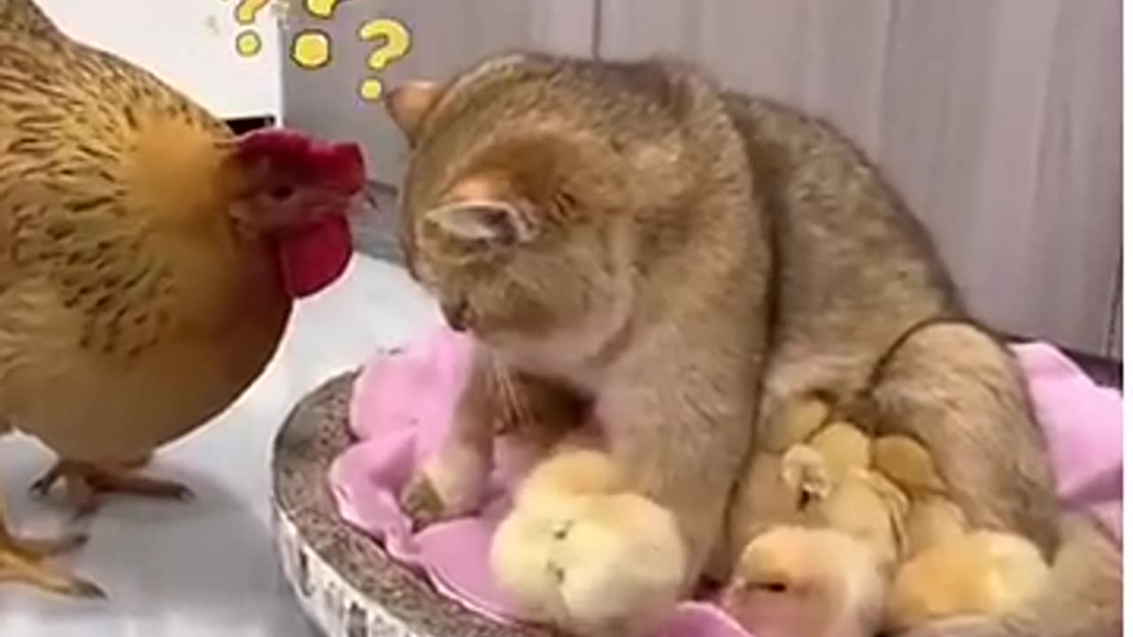 Very funny chichen and cat