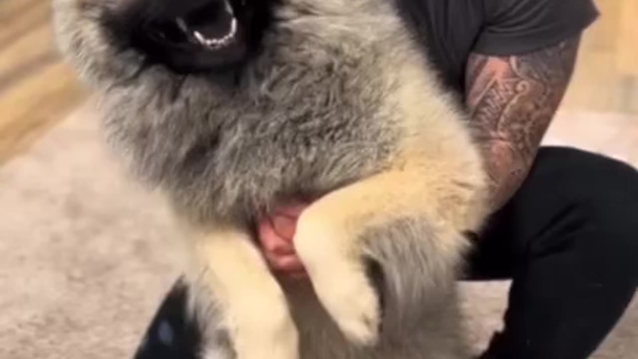 For Dog lovers