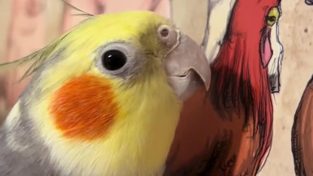 Cockatiel Best Singing and Talking Companion in the World