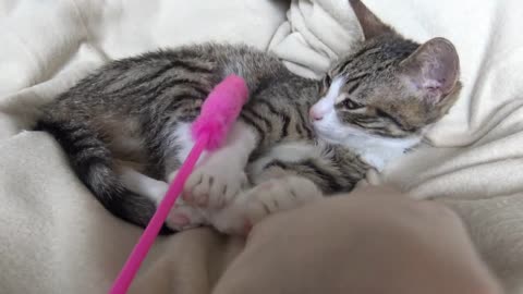 Cat Being Sleepy ASMR 2 Hours