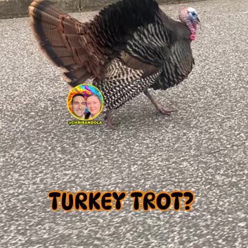 JUST A TURKEY WALKING THE STREET!