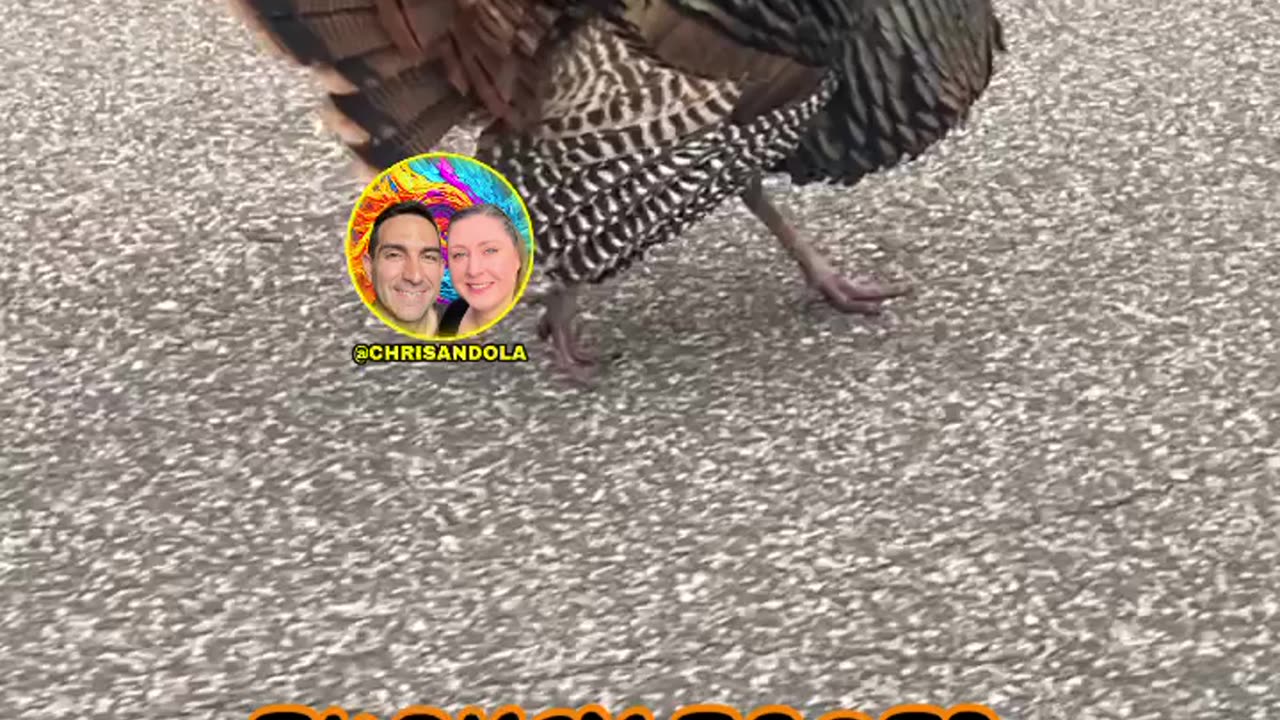 JUST A TURKEY WALKING THE STREET!