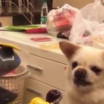 animals that love to play with toys 2