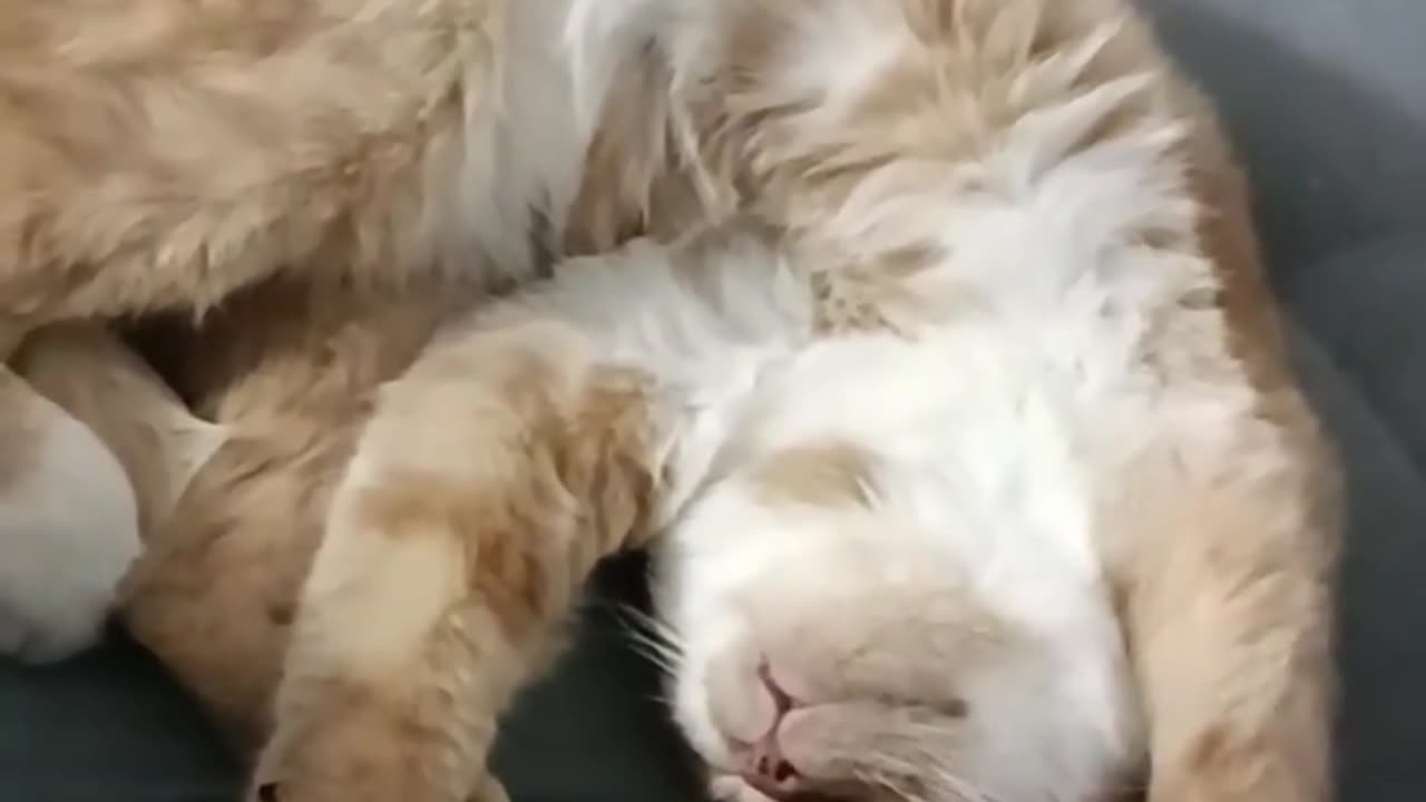 My cat enjoy with himself ,,Drapko''