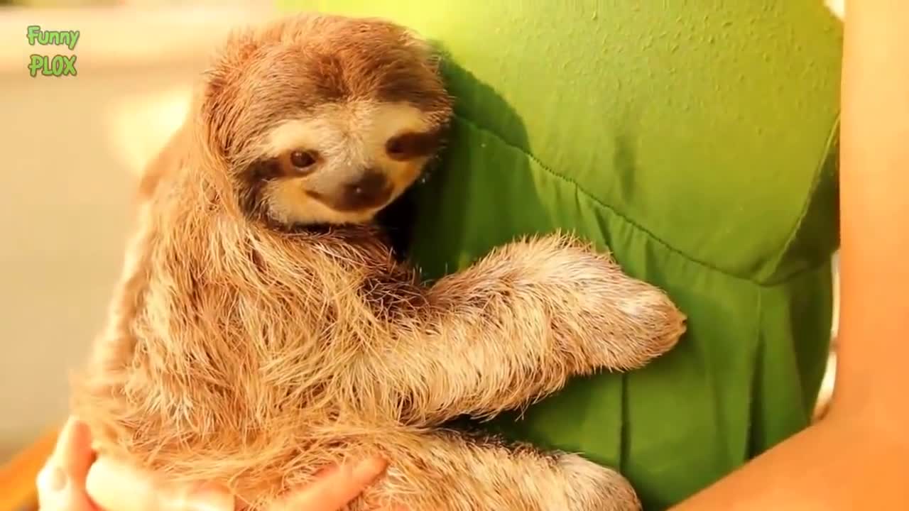 Sloths Compilation 2017 - Witzige Faultiere