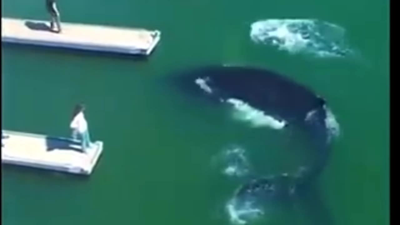 Baby Humpback Whale