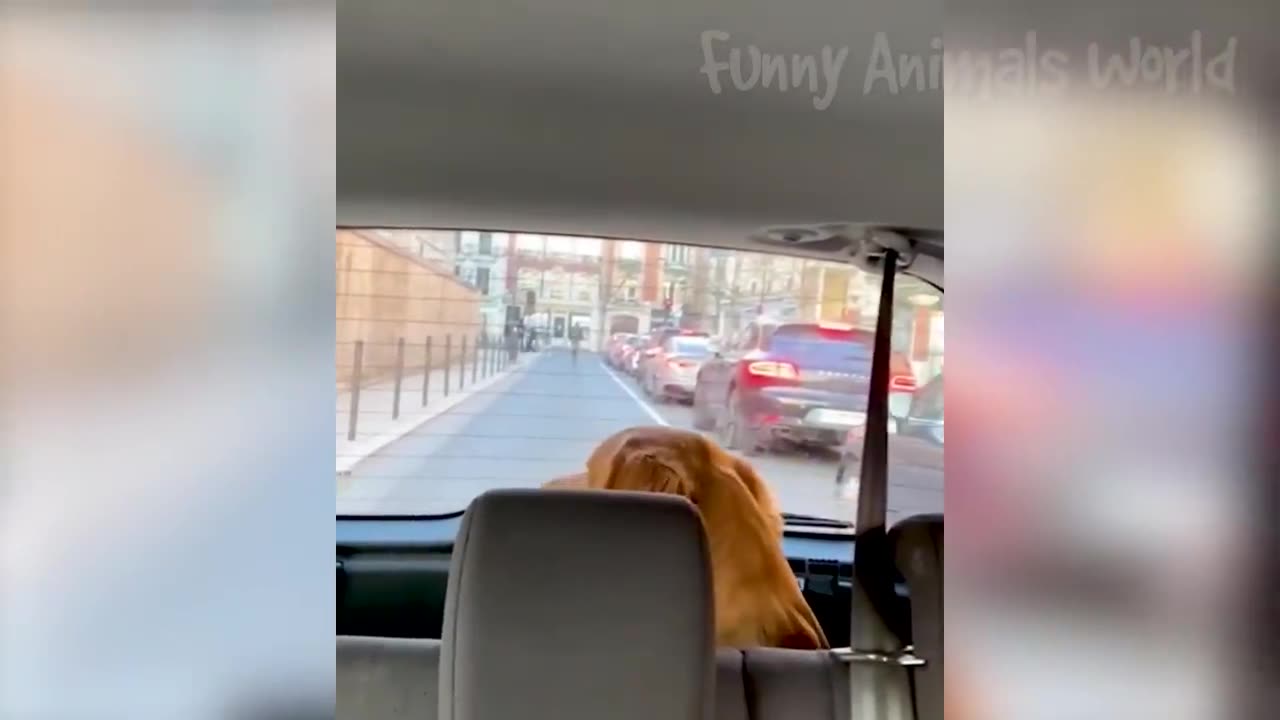 Funny animal videos 🤣2023