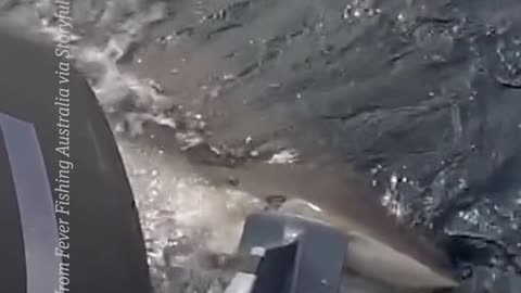 These fishermen were shocked to find a massive shark had grabbed hold of their