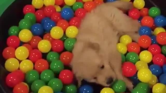 The Sick Truth of Dogs